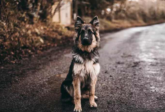 Illustration de l'article : 10 races de chiens considérées comme les plus enclines à l'apprentissage